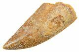 Raptor Tooth - Real Dinosaur Tooth #364866-1